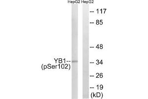 Western blot analysis of extracts from HepG2 cells treated with PMA using YB1 (Phospho-Ser102) Antibody. (YBX1 Antikörper  (pSer102))