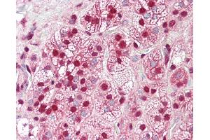 Anti-HnRNP K antibody IHC of human adrenal. (HNRNPK Antikörper  (AA 380-430))