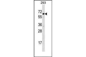 Western blot analysis of SRP54 Antibody (C-term) in 293 cell line lysates (35ug/lane). (SRP54 Antikörper  (C-Term))