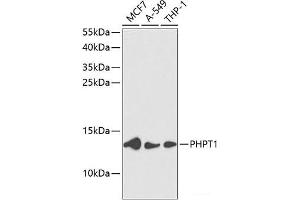 Western blot analysis of extracts of various cell lines using PHPT1 Polyclonal Antibody at dilution of 1:1000.