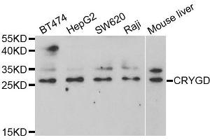 Western blot analysis of extracts of various cell lines, using CRYGD antibody (ABIN5973366) at 1/1000 dilution.