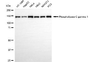 anti-phospholipase C, gamma 1 (PLCG1) antibody