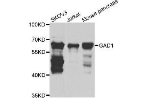 Western blot analysis of extracts of various cell lines, using GAD1 antibody. (GAD Antikörper  (AA 1-200))