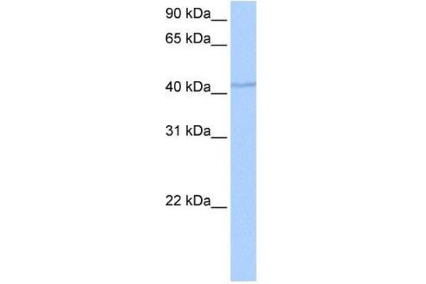 DPH1 Antikörper
