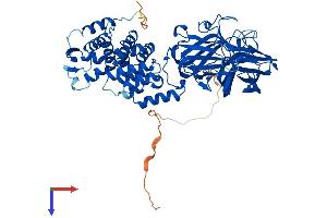 BTBD9 Protein (AA 1-612) (His tag)