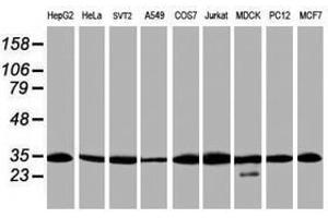 Image no. 2 for anti-Proteasome Subunit alpha 6 (PSMA6) antibody (ABIN1500467) (PSMA6 Antikörper)