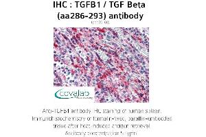 Image no. 1 for anti-Transforming Growth Factor, beta 1 (TGFB1) (AA 286-293) antibody (ABIN1740010) (TGFB1 Antikörper  (AA 286-293))
