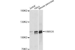 Western blot analysis of extracts of various cell lines, using FAM13A antibody.