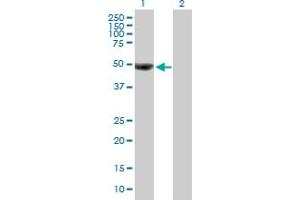 Western Blot analysis of OTUD7B expression in transfected 293T cell line by OTUD7B MaxPab polyclonal antibody. (OTUD7B Antikörper  (AA 1-427))