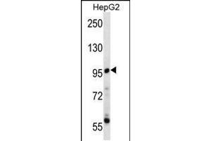Western blot analysis in HepG2 cell line lysates (35ug/lane). (PPP1R3F Antikörper  (C-Term))