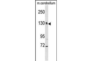 Western blot analysis in mouse cerebellum tissue lysates (35ug/lane). (TBC1D8 Antikörper  (C-Term))