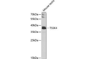 Western blot analysis of extracts of mouse testis, using TSSK4 antibody (ABIN6129703, ABIN6149658, ABIN6149659 and ABIN6223839) at 1:1000 dilution. (TSSK4 Antikörper  (AA 79-328))