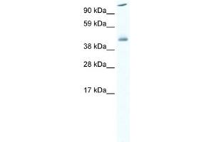 WB Suggested Anti-HSF1 Antibody Titration:  0. (HSF1 Antikörper  (C-Term))