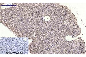 Immunohistochemical analysis of paraffin-embedded mouse liver tissue. (EIF2A Antikörper)