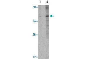 Western blot analysis of EL4 cells with PPAPDC1B polyclonal antibody  at (Lane 1) 1 and (Lane 2) 2 ug/mL dilution. (PPAPDC1B Antikörper  (N-Term))