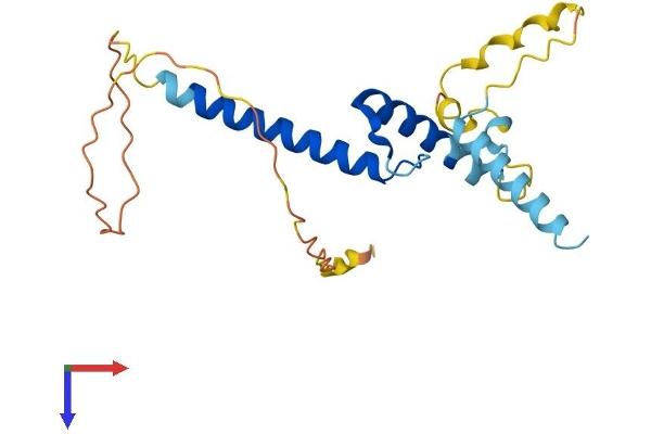 SCXA Protein (AA 1-201) (His tag)