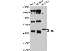 Western blot analysis of extracts of various cell lines, using JUN antibody (ABIN5970076) at 1/1000 dilution. (C-JUN Antikörper)