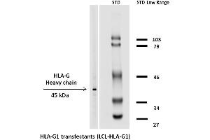 Western Blotting (WB) image for anti-HLA Class I Histocompatibility Antigen, alpha Chain G (HLAG) (Heavy Chain) antibody (Biotin) (ABIN3038644)