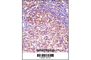 TCEA1 Antibody immunohistochemistry analysis in formalin fixed and paraffin embedded human tonsil tissue followed by peroxidase conjugation of the secondary antibody and DAB staining. (TCEA1 Antikörper  (AA 98-126))