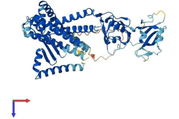 MBTPS2 Protein (AA 1-515) (His tag)