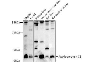 Western blot analysis of extracts of various cell lines, using Apolipoprotein C3 antibody (ABIN7265641) at 1:1000 dilution. (APOC3 Antikörper  (AA 1-99))