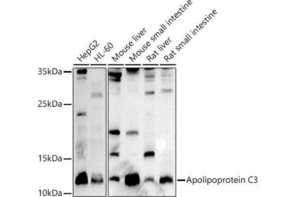 APOC3 anticorps  (AA 1-99)