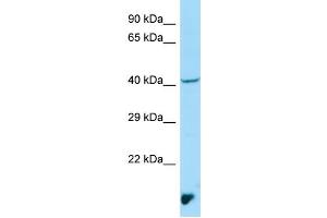 WB Suggested Anti-MAEA Antibody Titration: 1. (MAEA Antikörper  (N-Term))
