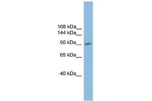 WB Suggested Anti-PIWIL2 Antibody Titration: 0. (PIWIL2 Antikörper  (N-Term))