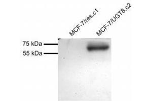 Image no. 1 for anti-UDP Glycosyltransferase 8 (UGT8) (AA 525-535) antibody (ABIN1104921) (UGT8 Antikörper  (AA 525-535))