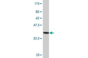 Western Blot detection against Immunogen (36. (TUBA1A Antikörper  (AA 352-451))