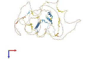 C1orf116 Protein (AA 1-606) (His tag)