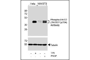 Western blot analysis of extracts from Hela cells, untreated or treated with T (200nM), and NIH/3T3 cells, untreated or treated with PDGF (100 ng/mL), using Phospho-Erk1/2(Thr202/Tyr204) Antibody (upper) or Tubulin (lower). (ERK1/2 Antikörper  (pThr202, pTyr204))