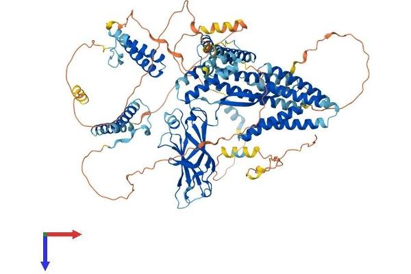 CC2D1A Protein (AA 1-951) (His tag)