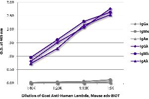 anti-lambda antibody (Biotin)