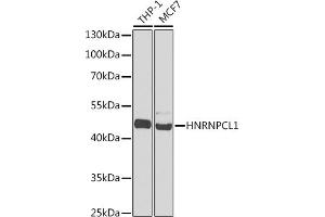 Western blot analysis of extracts of various cell lines, using HNRNPCL1 antibody  at 1:1000 dilution. (HNRNPCL1 Antikörper  (C-Term))
