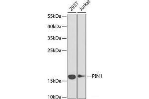 Western blot analysis of extracts of various cell lines using PIN1 Polyclonal Antibody at dilution of 1:1000. (PIN1 Antikörper)