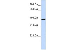 Western Blotting (WB) image for anti-Homeobox B3 (HOXB3) antibody (ABIN2460008) (HOXB3 Antikörper)
