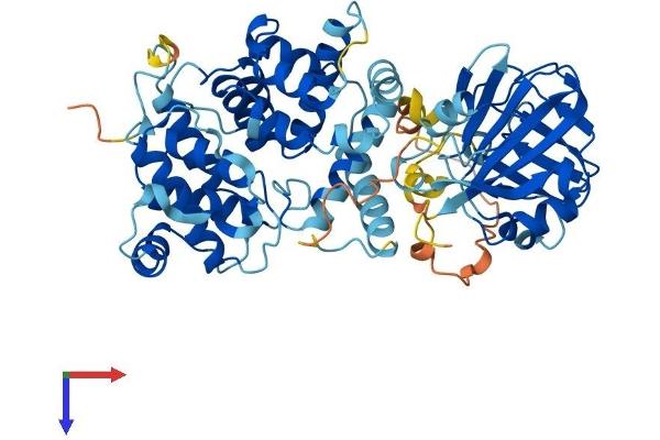 TBC1D24 Protein (AA 1-561) (His tag)