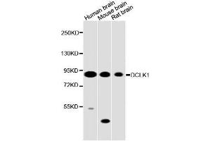 Western blot analysis of extracts of various cell lines, using DCLK1 antibody (ABIN5996561) at 1/2000 dilution. (DCLK1 Antikörper)