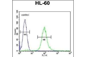 METTL10 Antibody (N-term) (ABIN655317 and ABIN2844895) flow cytometric analysis of HL-60 cells (right histogram) compared to a negative control cell (left histogram). (METTL10 Antikörper  (N-Term))