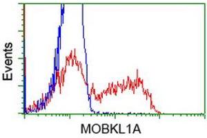 Flow Cytometry (FACS) image for anti-MOB Kinase Activator 1B (MOB1B) antibody (ABIN1499531) (MOBKL1A Antikörper)
