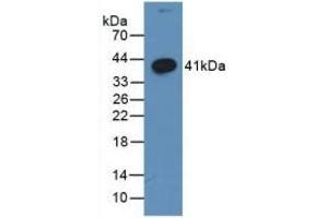 Western Blotting (WB) image for anti-Wingless-Type MMTV Integration Site Family, Member 3A (WNT3A) (AA 1-290) antibody (ABIN7427264)