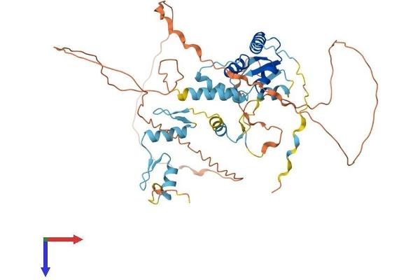 ZBTB9 Protein (AA 1-473) (His tag)