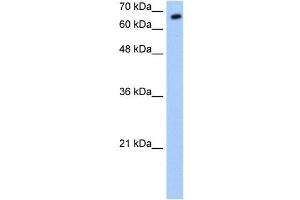SYVN1 antibody used at 0. (SYVN1 Antikörper  (C-Term))