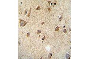 Immunohistochemical staining of formalin-fixed and paraffin-embedded human brain tissue reacted with RET monoclonal antibody  at 1:50-1:100 dilution.