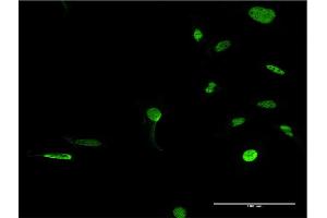 Immunofluorescence (IF) image for anti-Protein Kinase, DNA-Activated, Catalytic Polypeptide (PRKDC) (AA 4019-4128) antibody (ABIN519209)