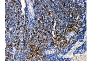 Anti-TRAF4 antibody, IHC(P) IHC(P): Rat Lymphonodus Tissue
