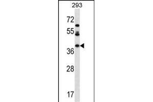 MIOX Antibody (N-term) (ABIN657153 and ABIN2846286) western blot analysis in 293 cell line lysates (35 μg/lane). (MIOX Antikörper  (N-Term))