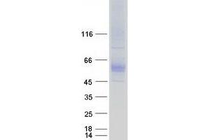 Western Blotting (WB) image for Solute Carrier Family 7 (Cationic Amino Acid Transporter, Y+ System), Member 4 (SLC7A4) protein (Myc-DYKDDDDK Tag) (ABIN2732180)