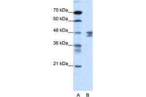 Western Blotting (WB) image for anti-Zinc Finger Protein 271 (ZNF271) antibody (ABIN2461217)